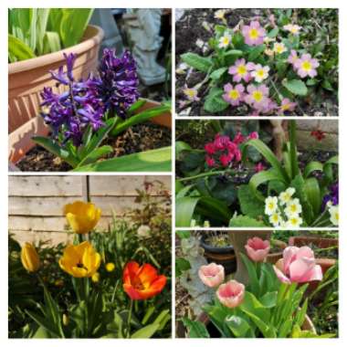 Marc's garden