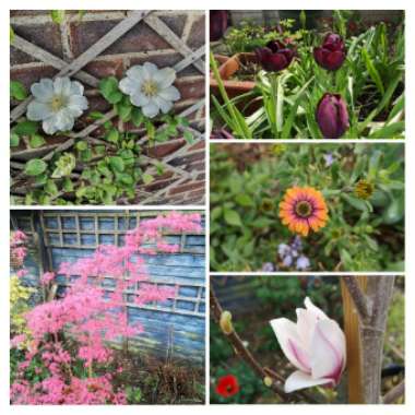 Marc's garden