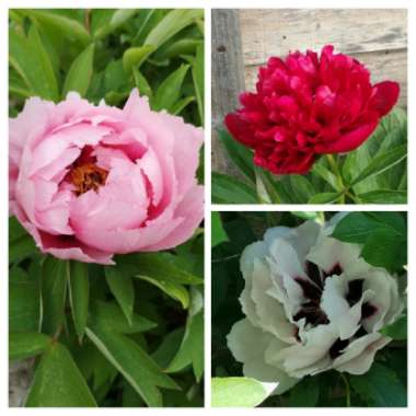 Marc's garden