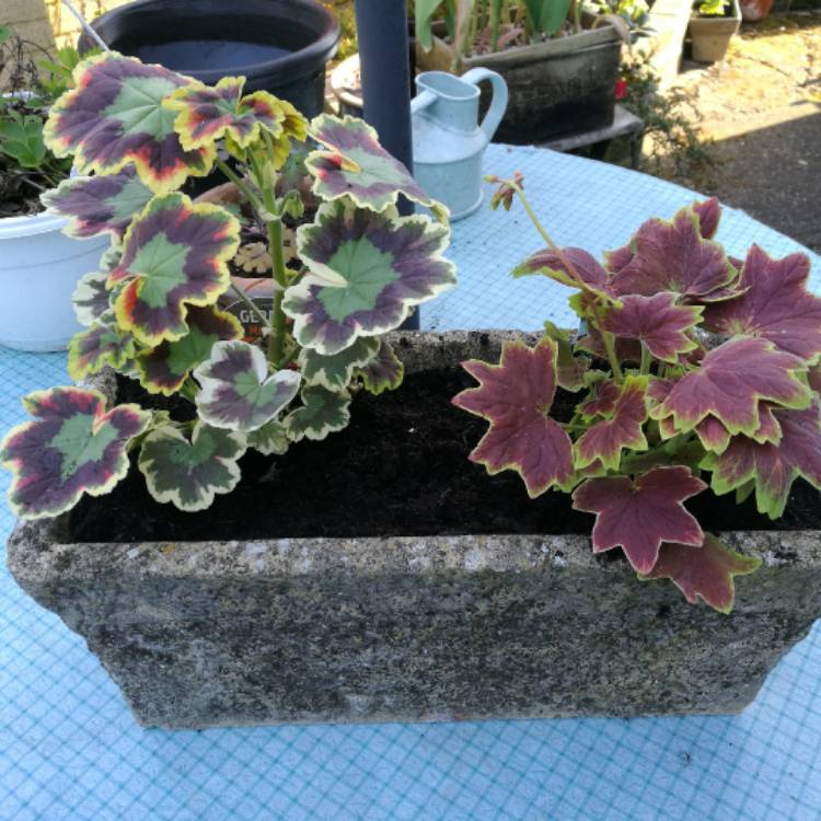 Plant image Pelargonium 'Mrs Pollock'