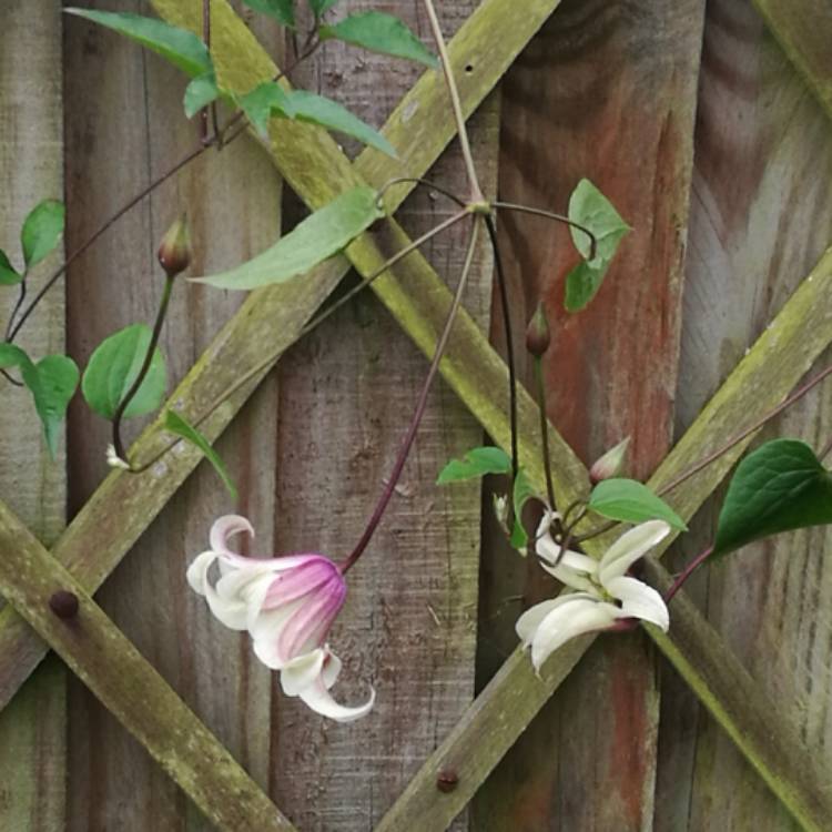 Plant image Clematis texensis 'Princess Kate'
