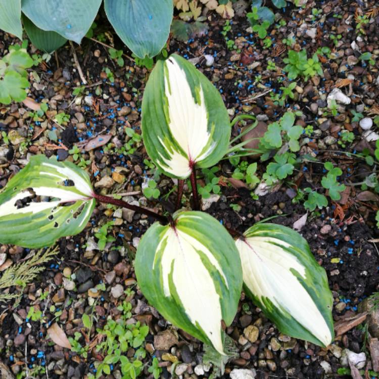 Plant image Hosta 'Raspberry Sundae'