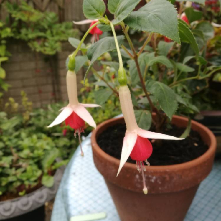 plant image 469988