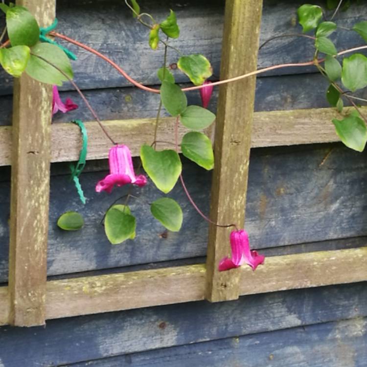 Plant image Clematis texensis 'Queen mother'