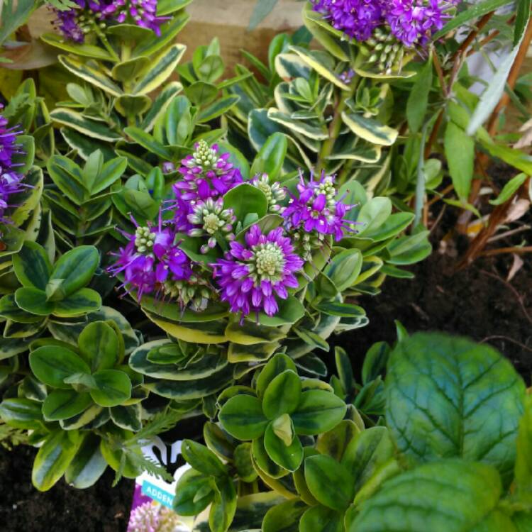 Plant image Hebe 'Addenda Pink'