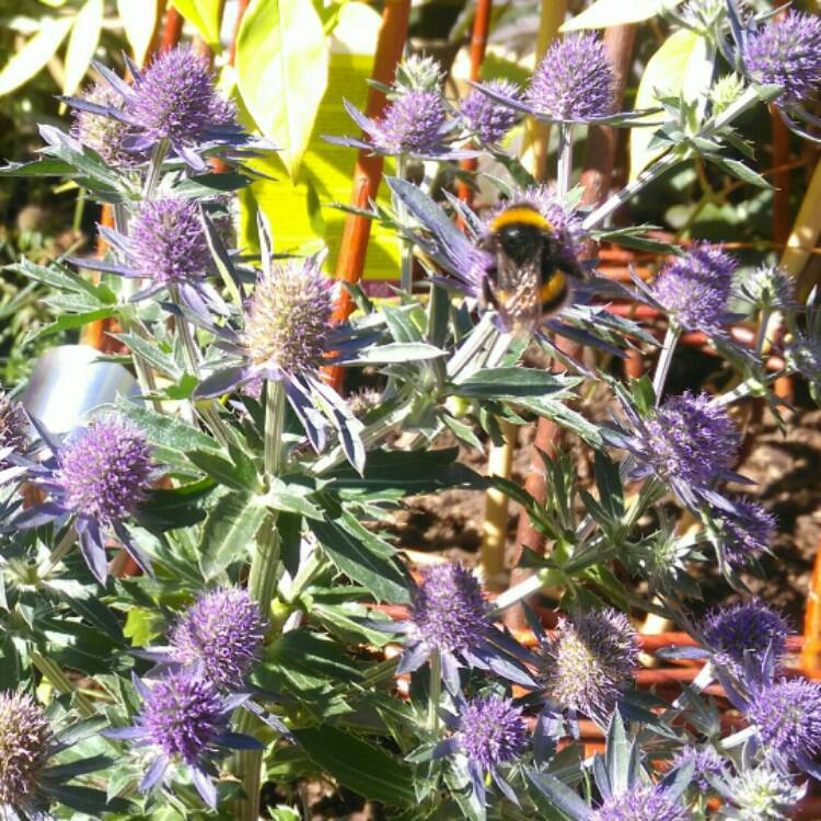 plant image 221586