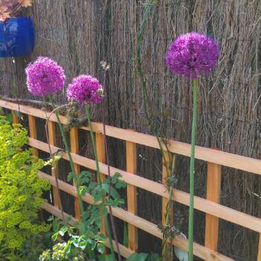 Allium 'Purple Sensation'