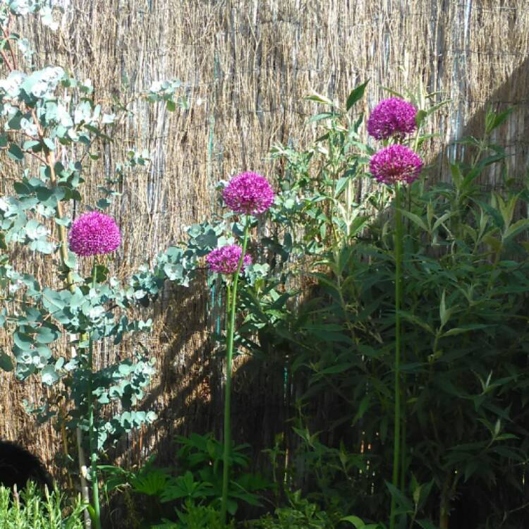 plant image 414054