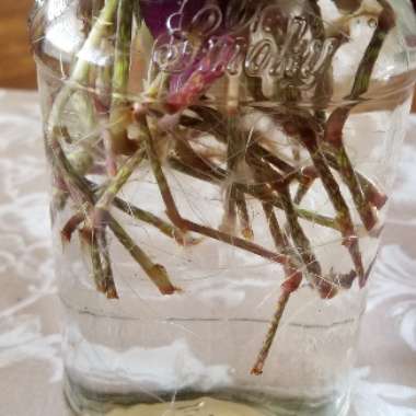 Tradescantia  'Houseplants'