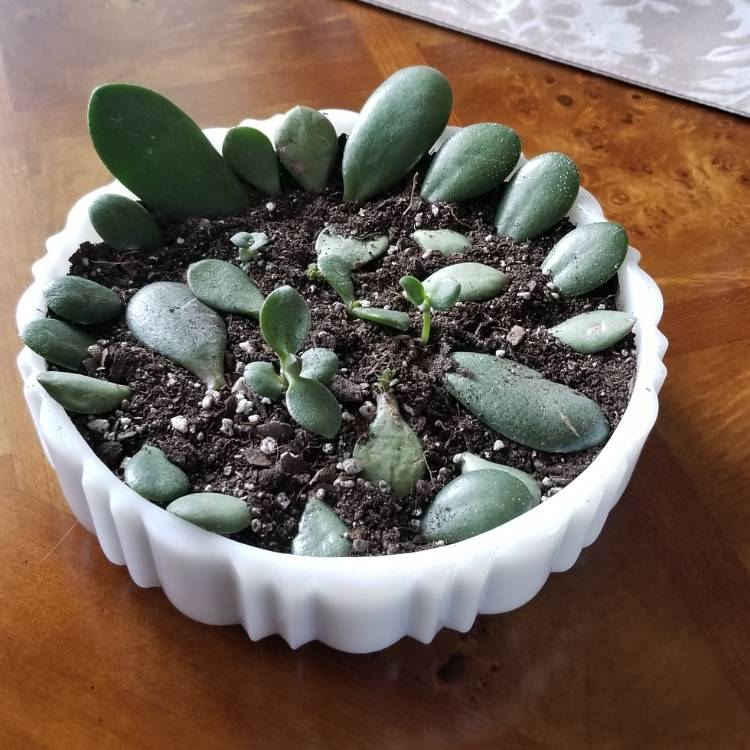 plant image 1003001