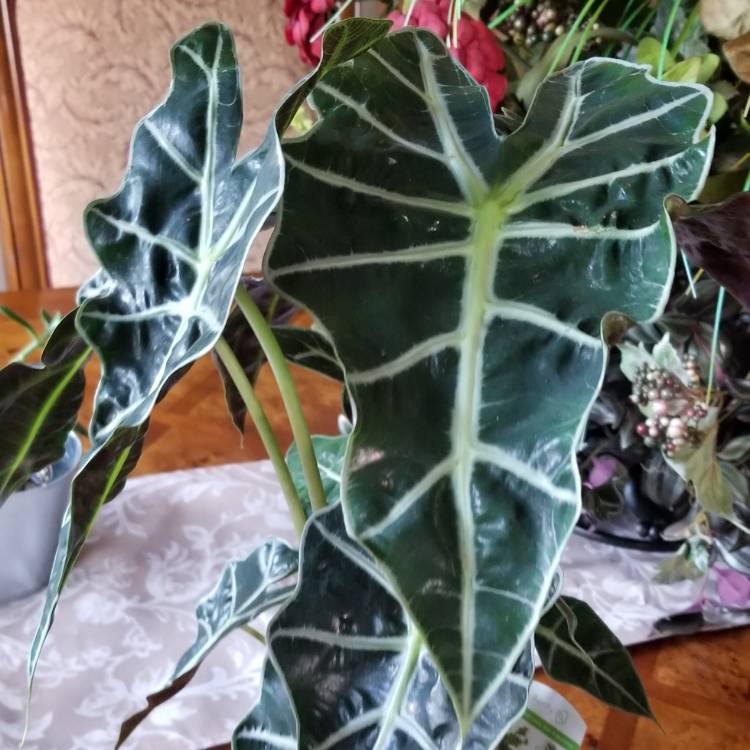 plant image 1148569