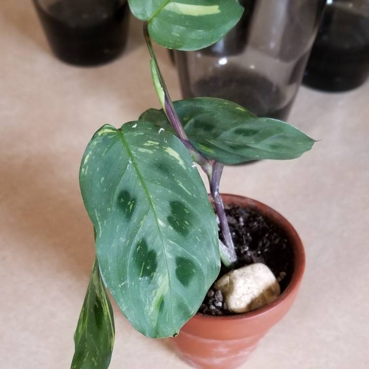 plant image 1150149