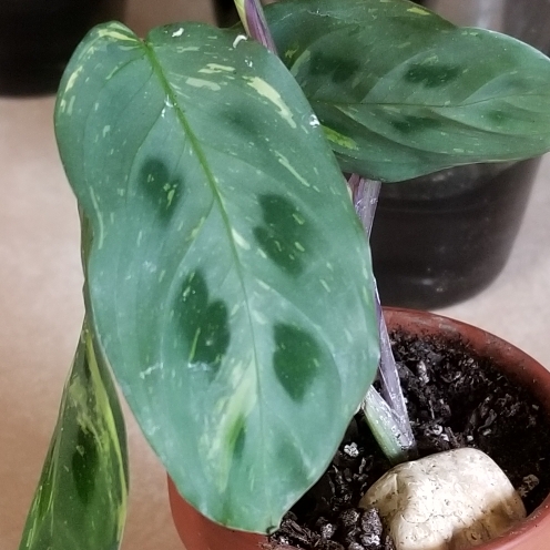 plant image 1150155