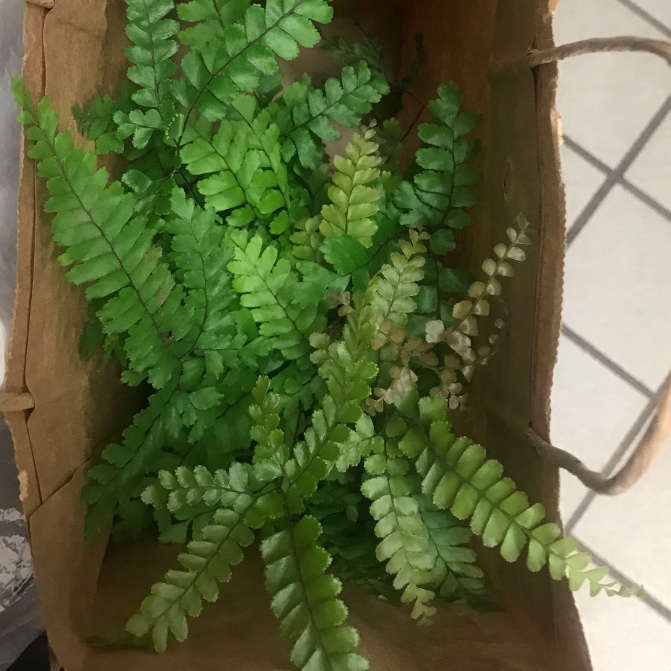 plant image 1166604