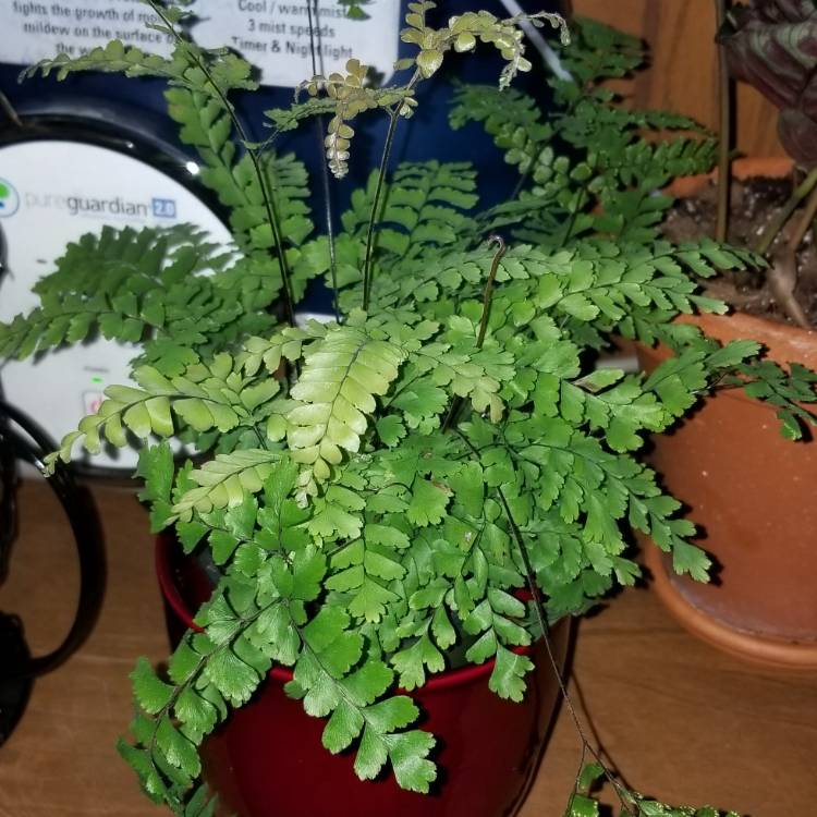 plant image 1168116