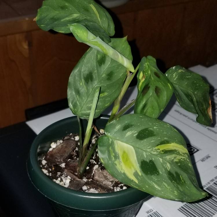 plant image 1168158