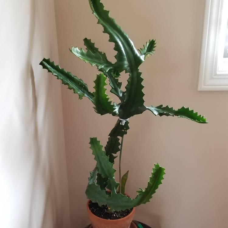 Plant image Euphorbia Lactea