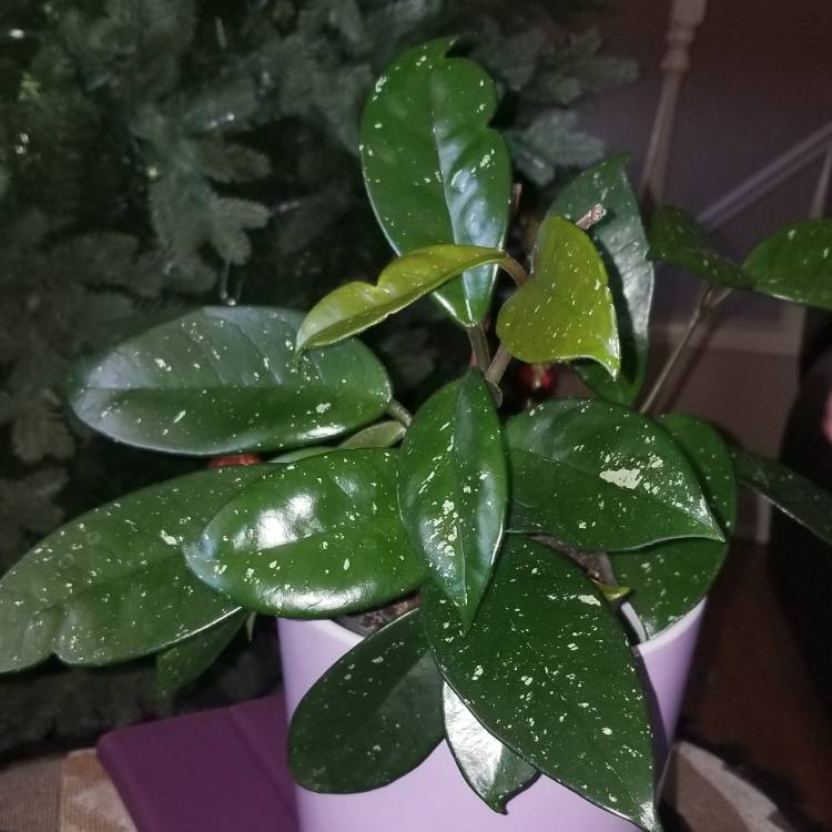 plant image 1206622