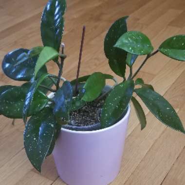 Hoya