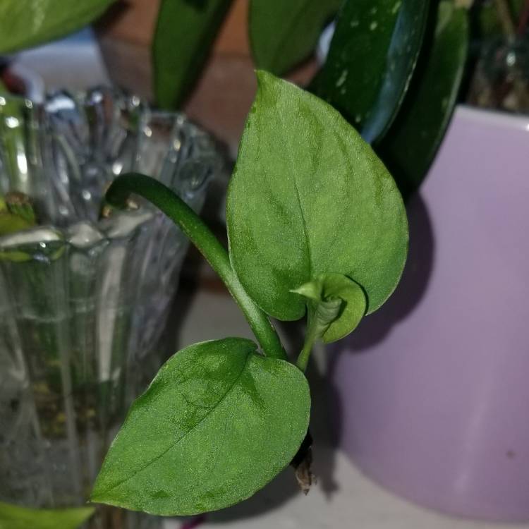 plant image 1208352
