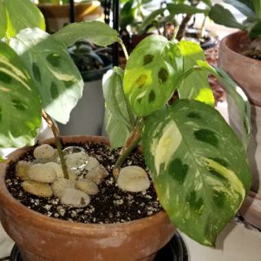 Maranta leuconeura kershoveana 'variegated'