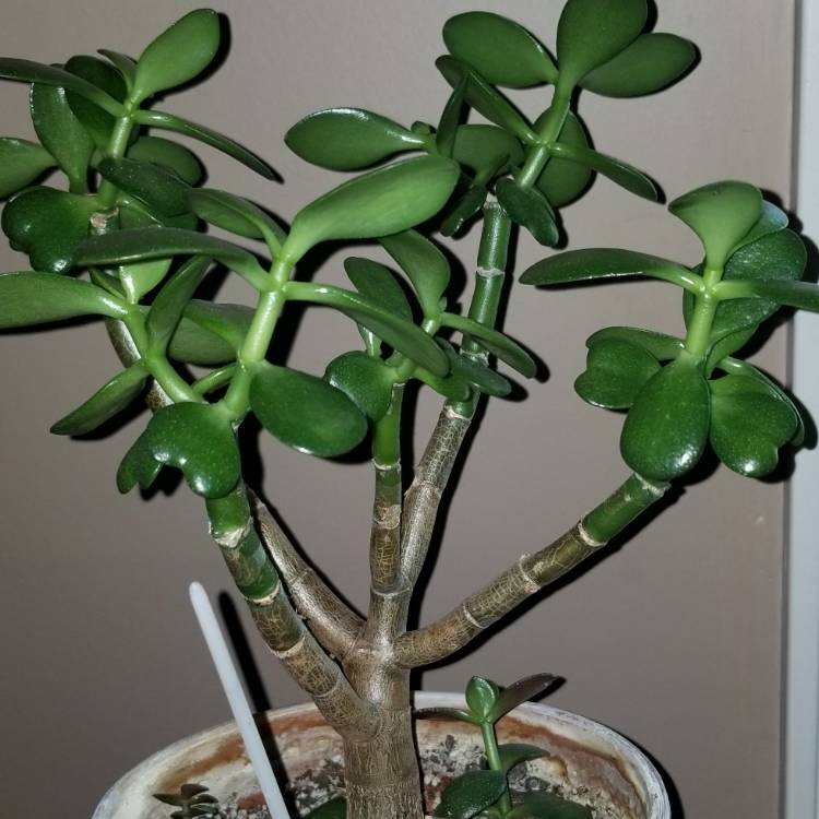 plant image 1305544