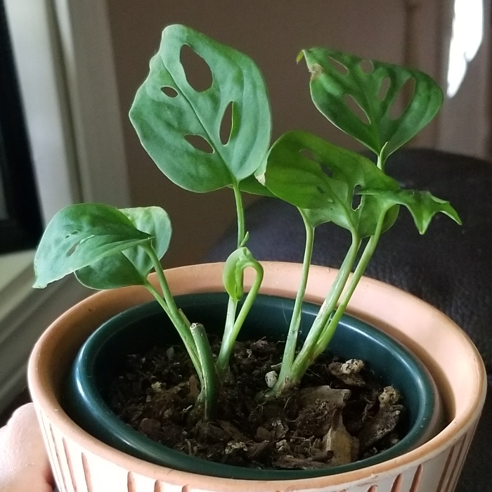 plant image 1305560