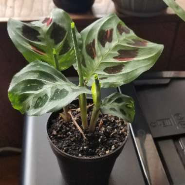 Maranta leuconeura kershoveana 'variegated'