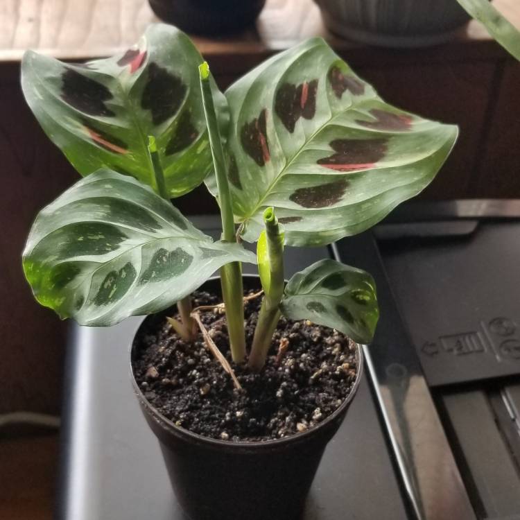 Plant image Maranta leuconeura kershoveana 'variegated'