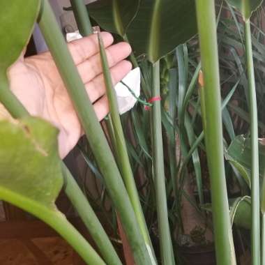 Strelitzia reginae