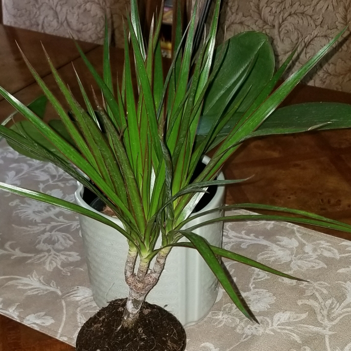 plant image 1361311