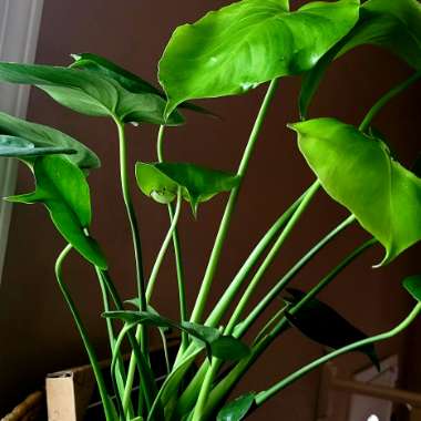 Monstera deliciosa