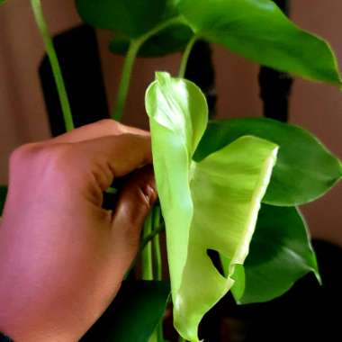 Monstera deliciosa