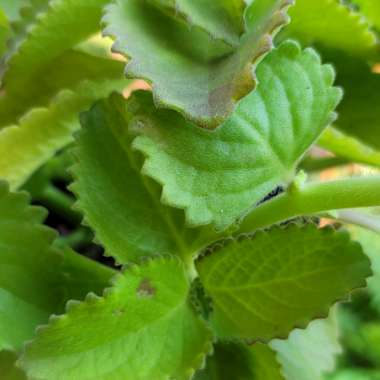 Origanum Vulgare