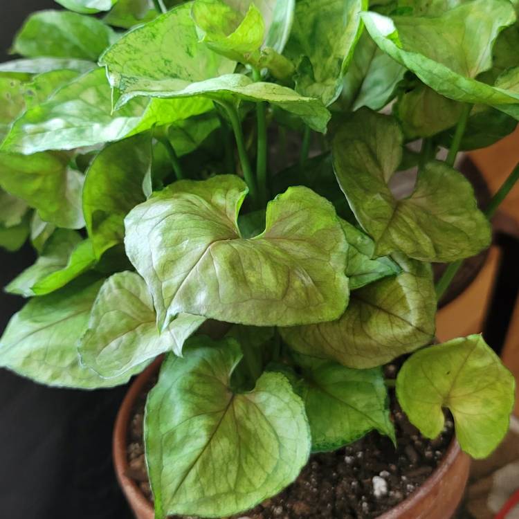 plant image 1402043