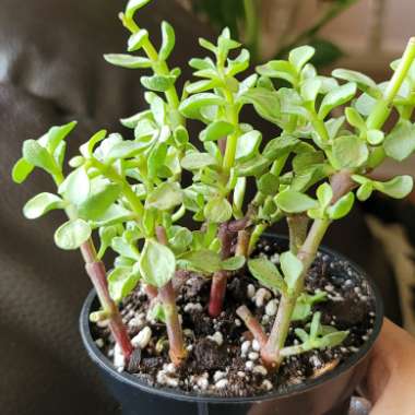 Portulacaria Afra