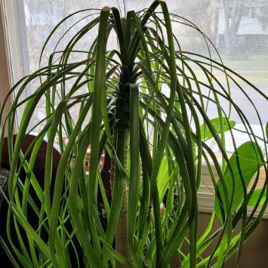Beaucarnea recurvata