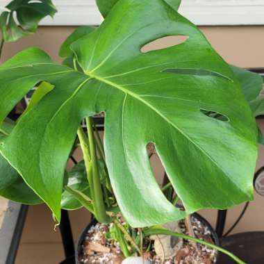 Monstera deliciosa
