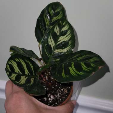 Calathea 'Makoyana'
