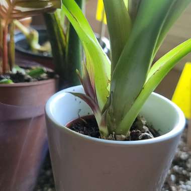 Guzmania 'Hope'