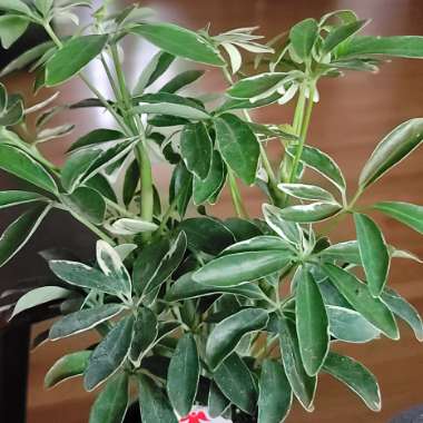 Schefflera aboricola (variegata)