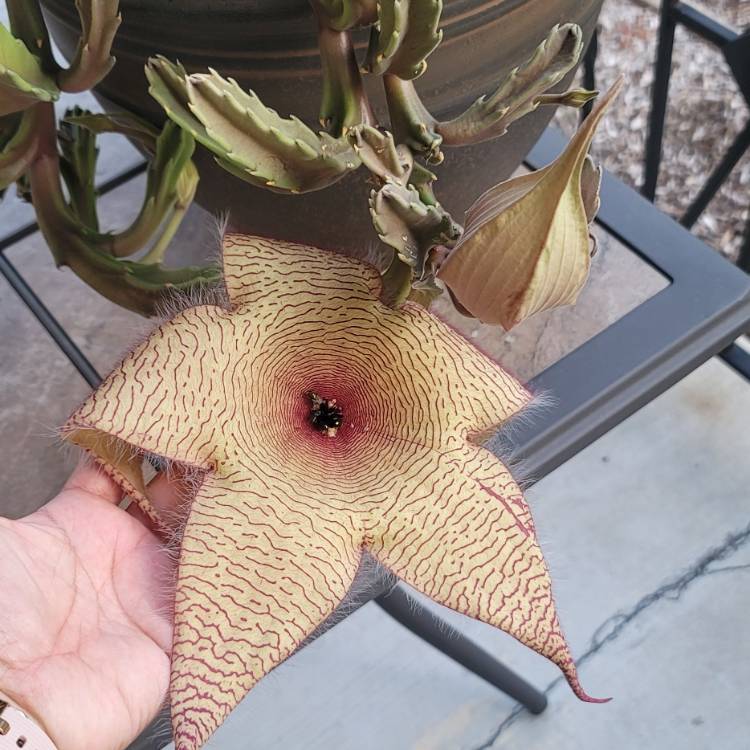 plant image 1545561 plant image 1545561