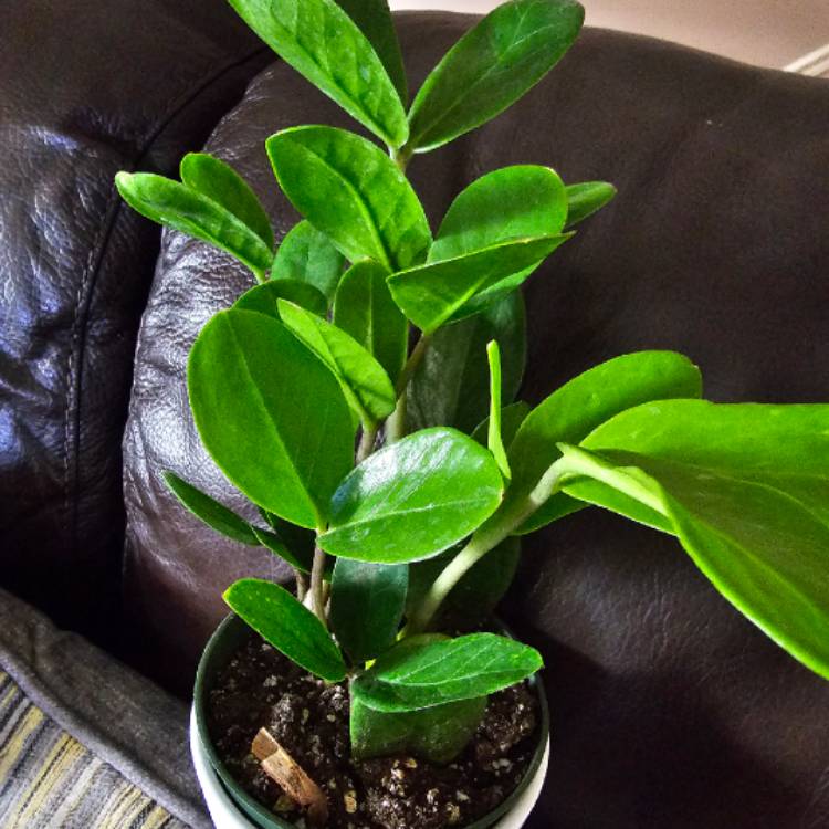 plant image 1653166