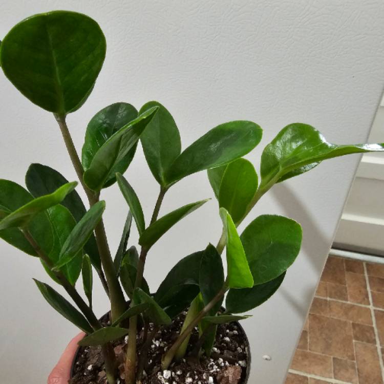 plant image 1653209
