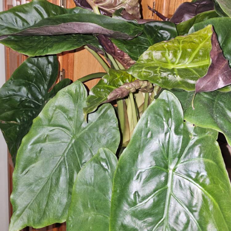 plant image 1693773