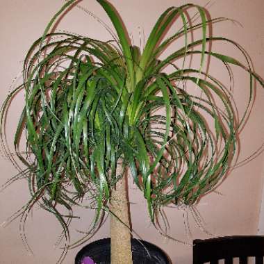 Beaucarnea recurvata