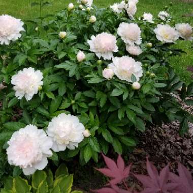 Paeonia