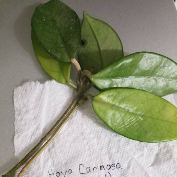 plant image 870231