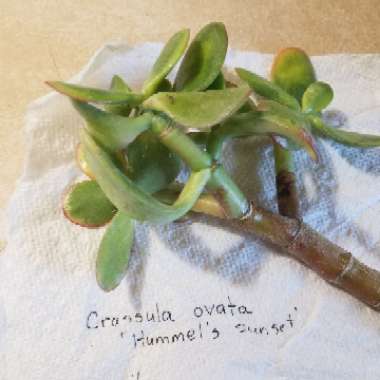 Crassula ovata 'Hummel's Sunset'