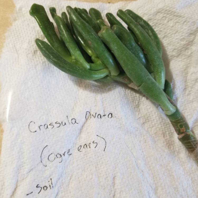 plant image 870257